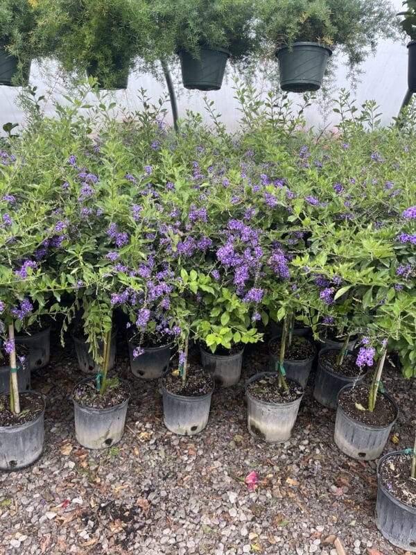10" Duranta Tree - Image 3
