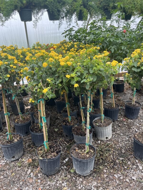 10" Lantana Tree - Image 2