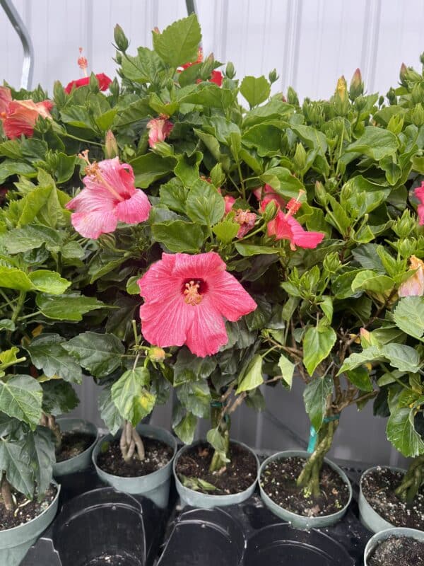 6" Hibiscus (Braid) - Image 4