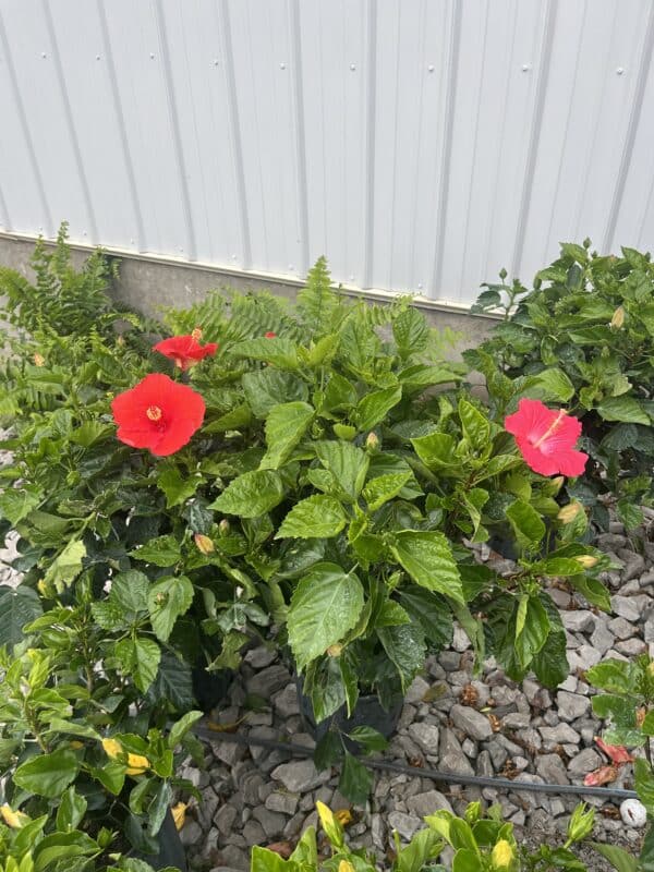 10" Hibiscus Bush