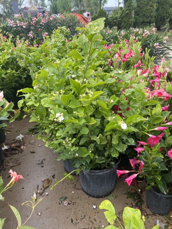10" Jasmine Sambac (Bush) - Image 2
