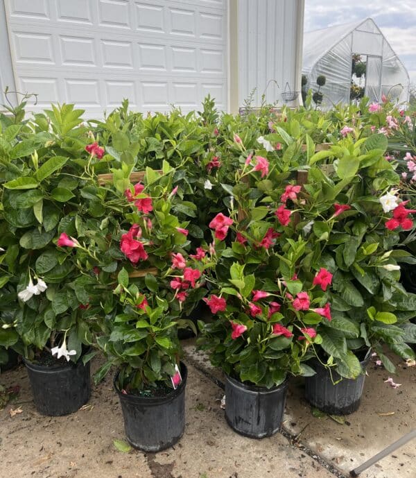 10" Mandevilla Trellis
