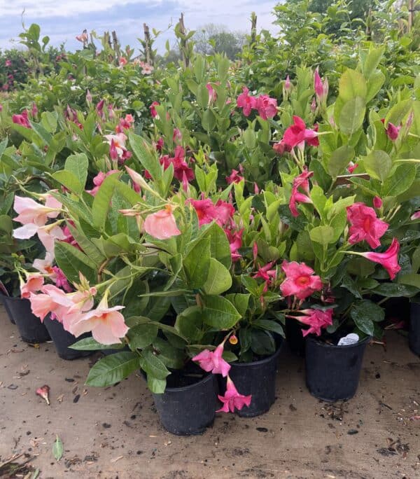 6" Dipladenia Bush (Assorted)
