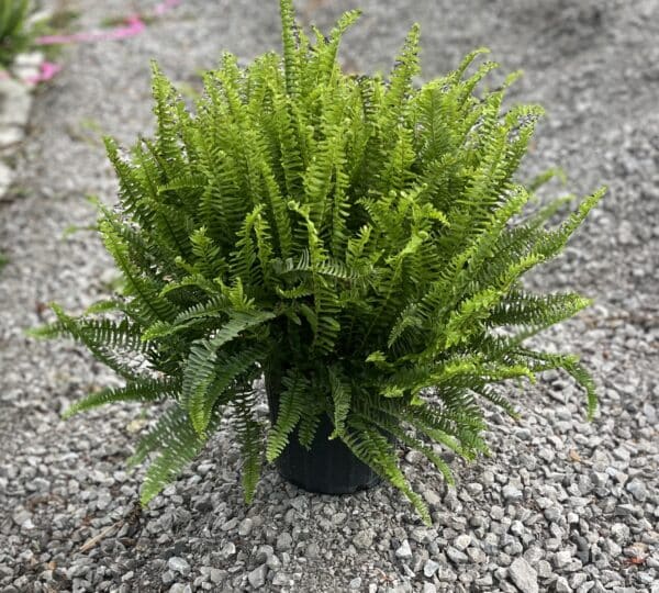 8" Kimberly Queen Fern
