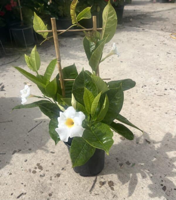 6" Mandevilla Trellis/Hoop