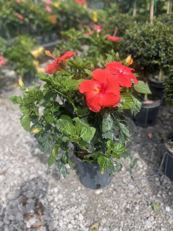10" Hibiscus (Bush)