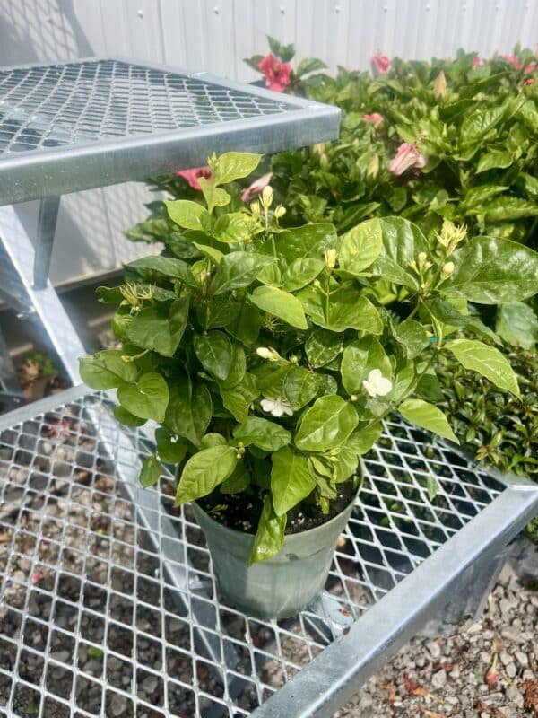6” Jasmine Sambac