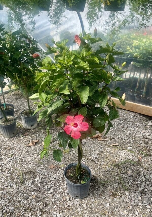 10" Hibiscus Braided Tree
