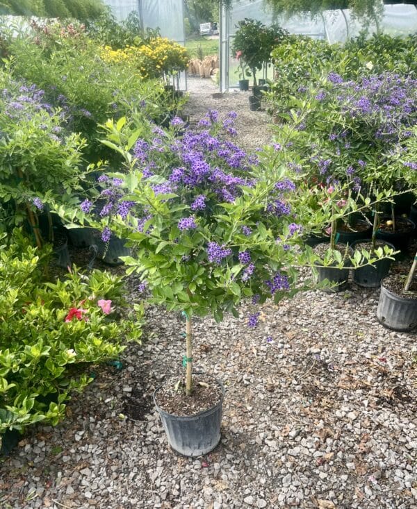 10" Duranta Tree