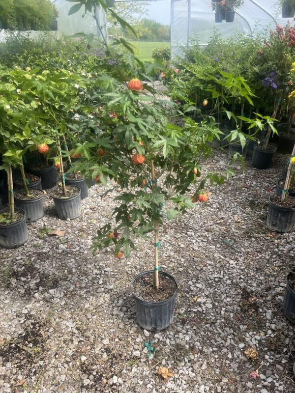 10" Abutilon Tree