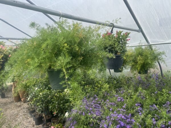 10" Sprengerii Fern Hanger - Image 2
