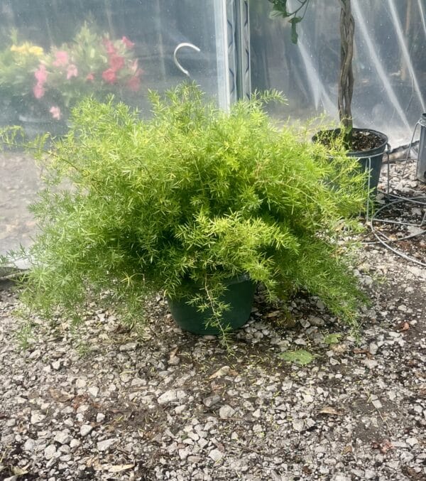 10" Sprengerii Fern Hanger