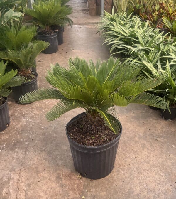 12" Palm Sago