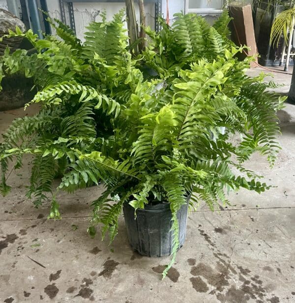 10" Fern Macho