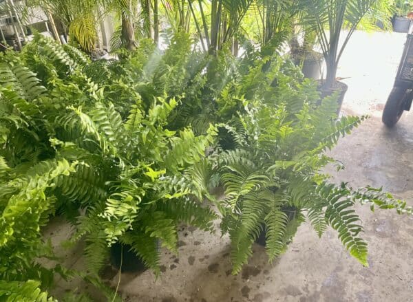 10" Fern Macho - Image 2