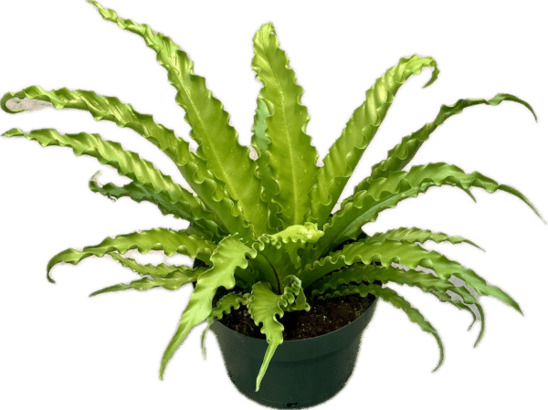 8" Bird Nest Victoria
