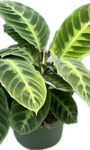 6" Calathea Jungle Velvet