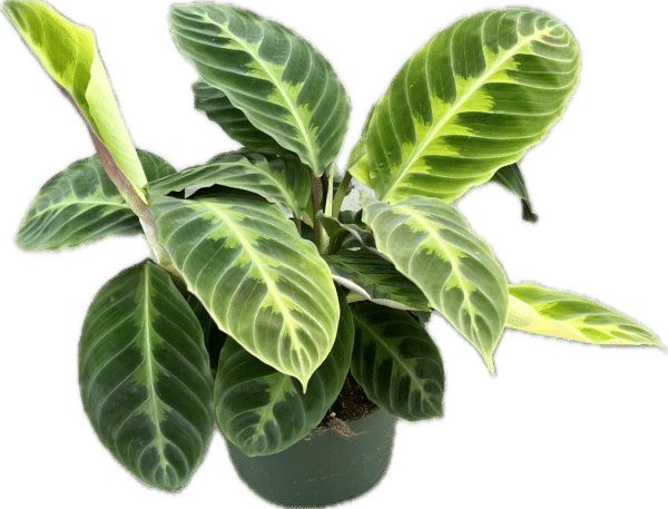 6" Calathea Jungle Velvet