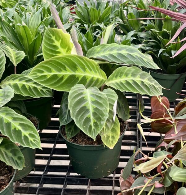 6" Calathea Jungle Velvet - Image 2