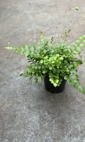4" Fern Austral Gem