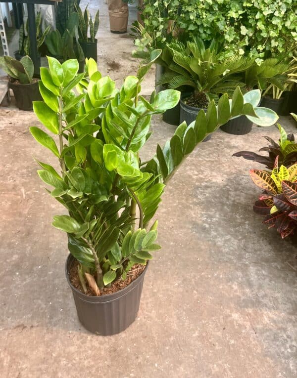 12" ZZ Plant
