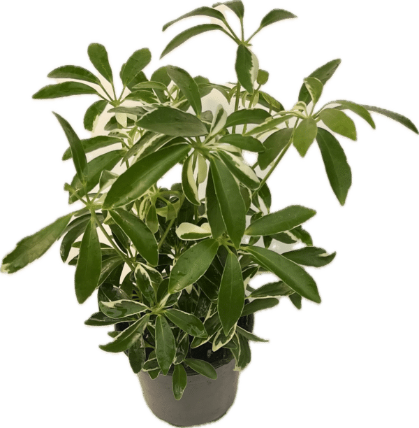 4" Arb Mini Variegated