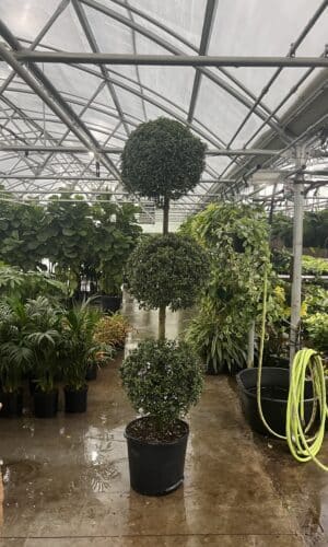17" Eugenia 3-Ball