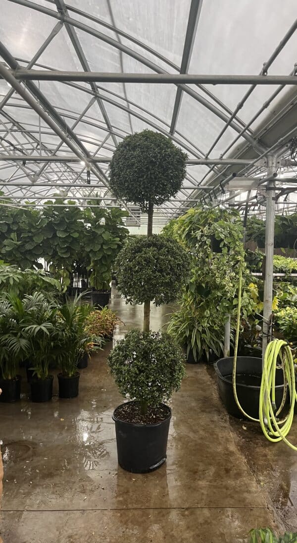17" Eugenia 3-Ball