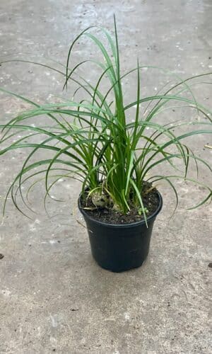 4" Ponytail Palm Tips