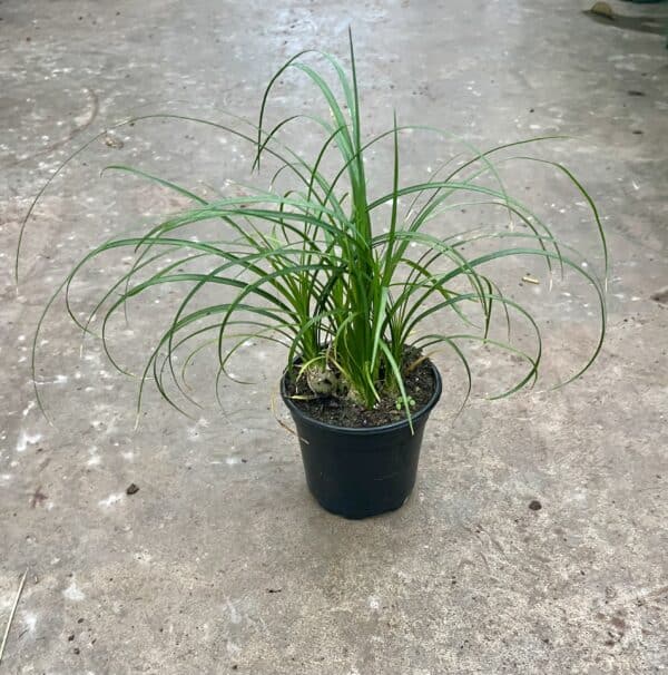 4" Ponytail Palm Tips