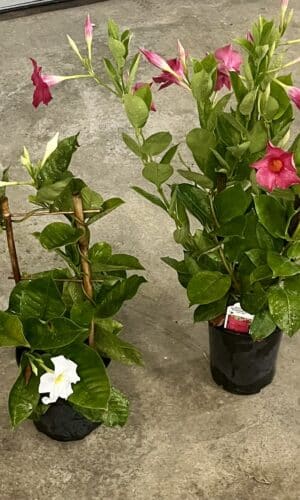 6" Mandevilla Trellis/Hoop