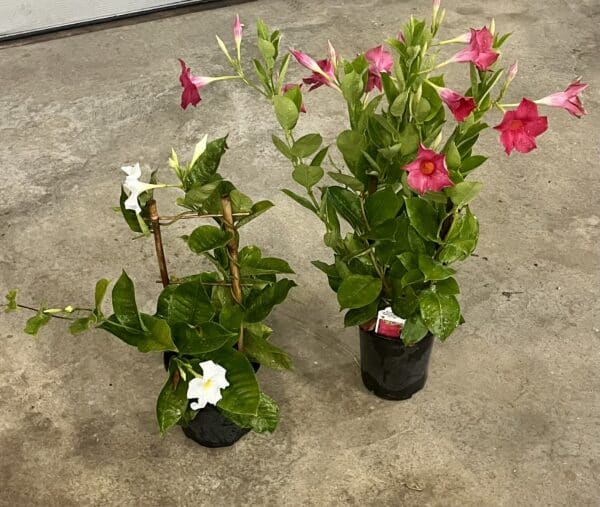 6" Mandevilla Trellis/Hoop