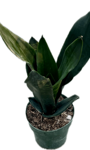 6" Sansevieria Black Dragon