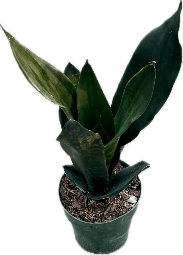 6" Sansevieria Black Dragon