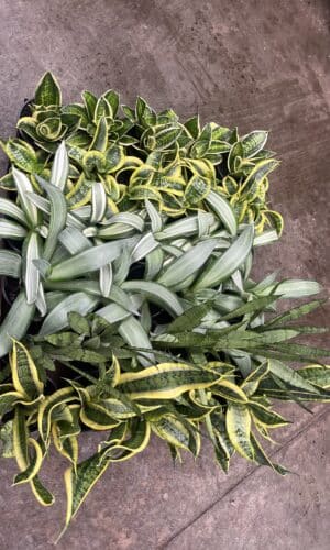 4" Sansevieria Asian Asst