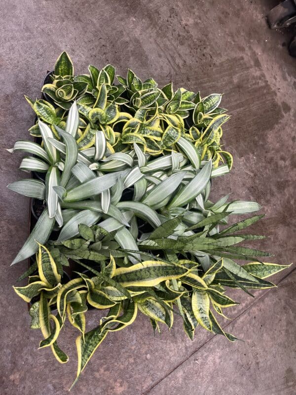 4" Sansevieria Asian Asst