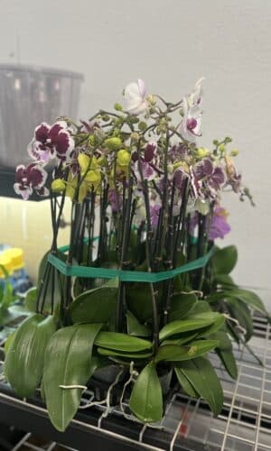 3" Orchid Double