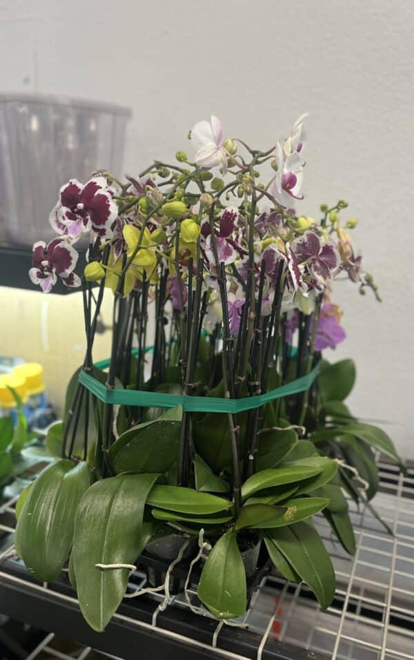 3" Orchid Double