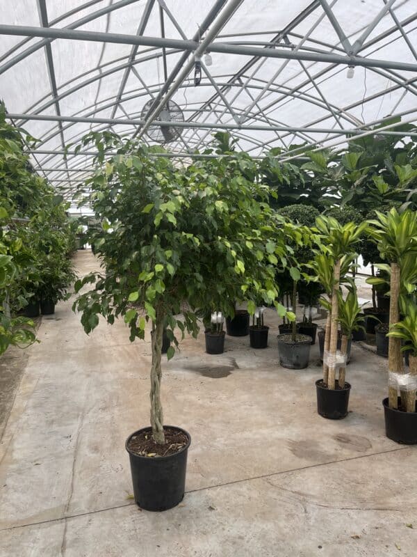 14" Ficus (Braid)
