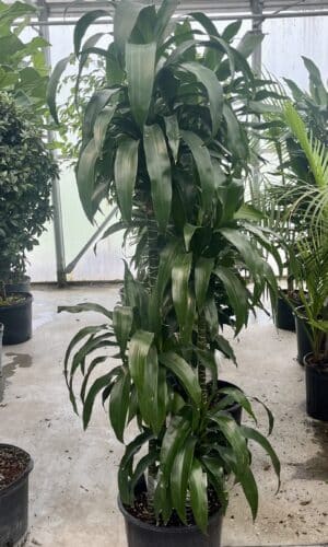 14" Lind Cane Multi