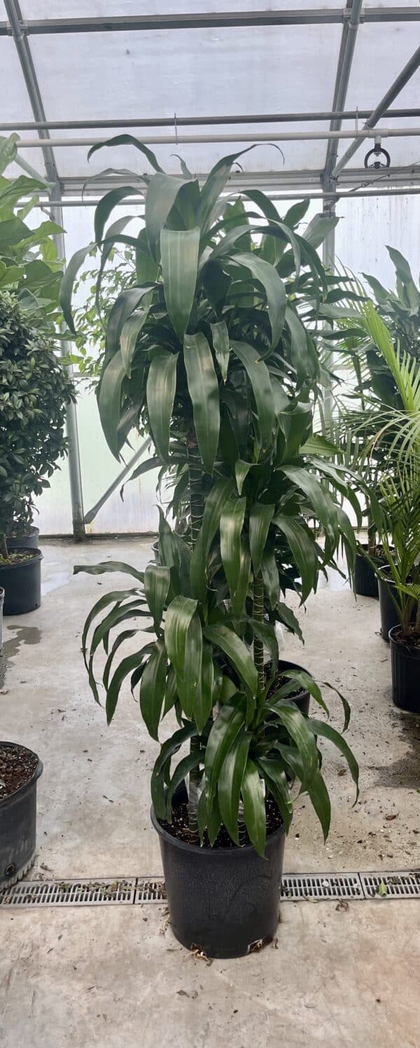 14" Lind Cane Multi