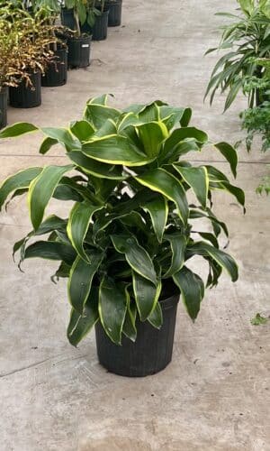 10" Dracaena Dorado