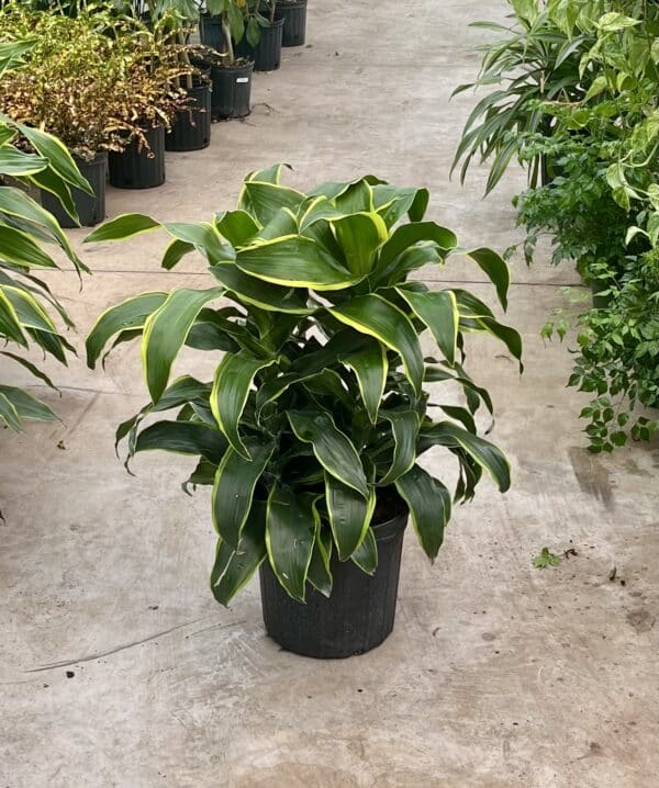 10" Dracaena Dorado