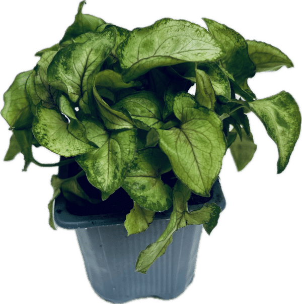 3" Syngonium Yami