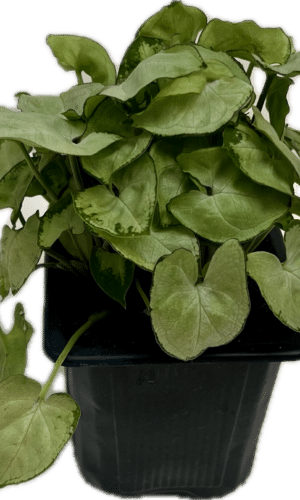 3" Syngonium Snow Country