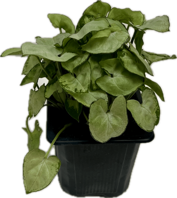 3" Syngonium Snow Country