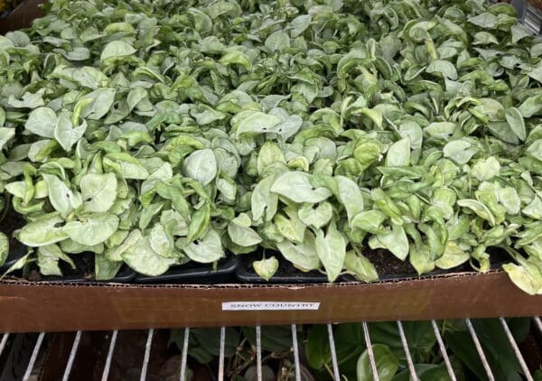 3" Syngonium Snow Country - Image 2