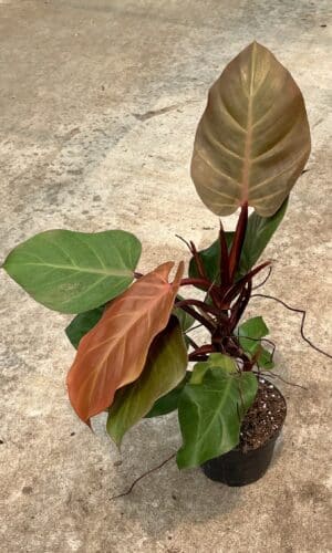6" Philodendron Sun Red