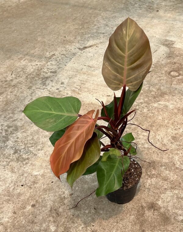 6" Philodendron Sun Red