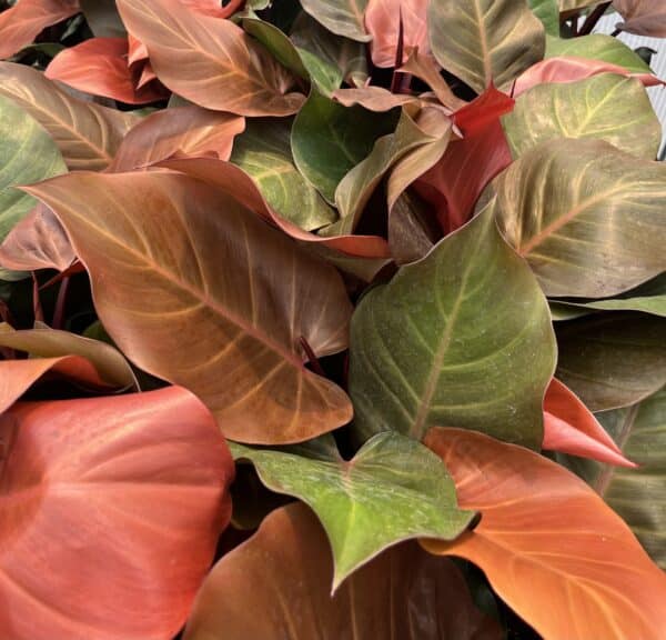 6" Philodendron Sun Red - Image 2